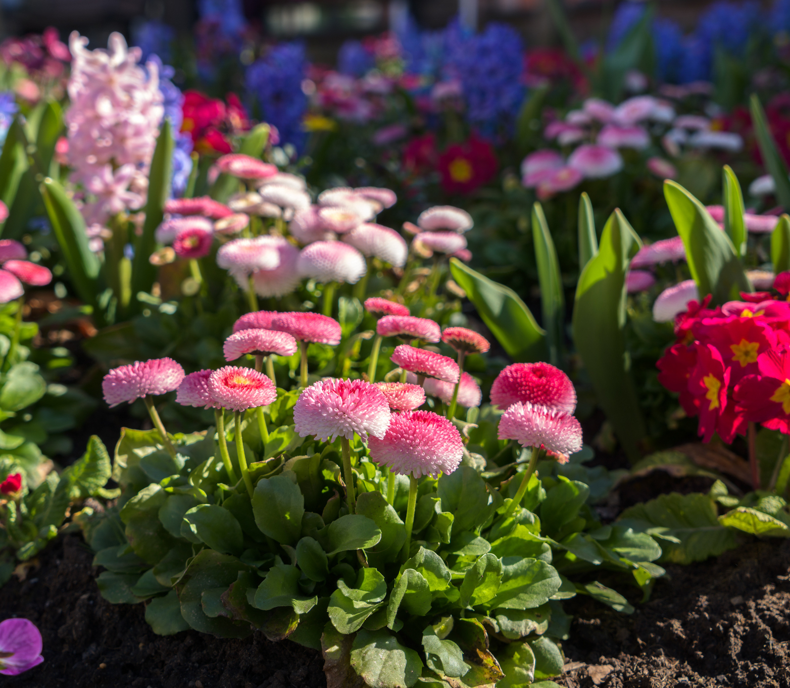 Plants - Rosehill Gardens