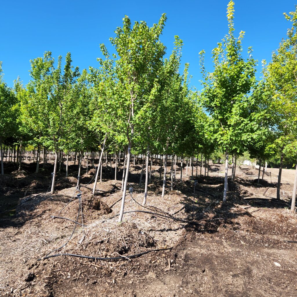 Japanese Silk Lilac