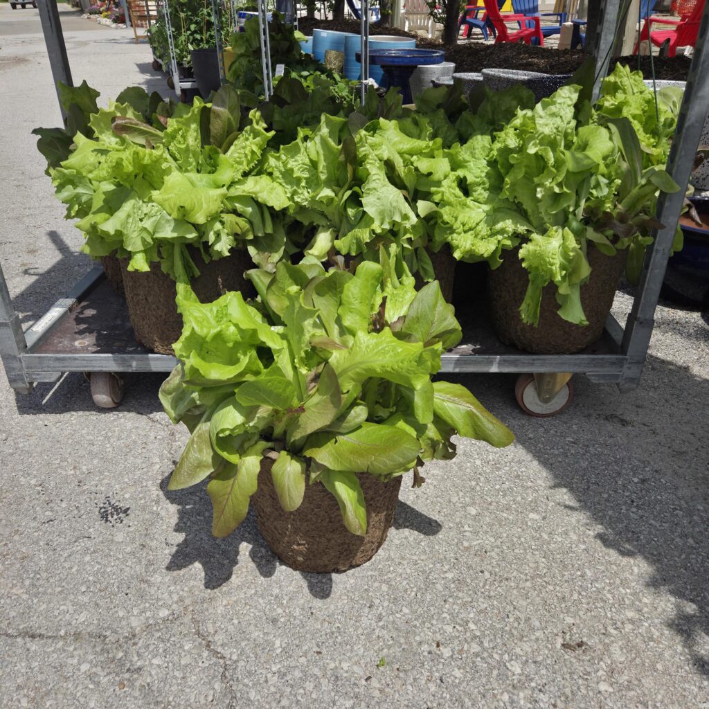 lettuce pots