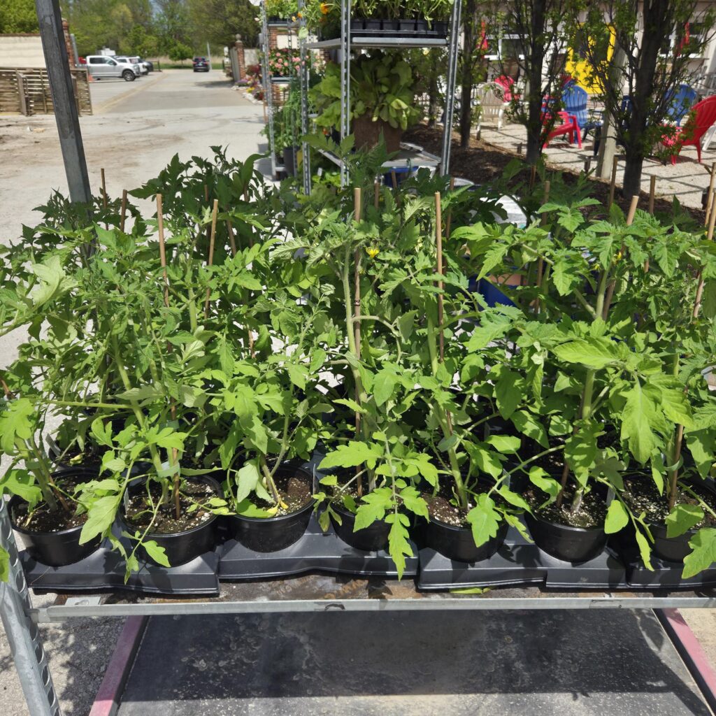 tomatoes